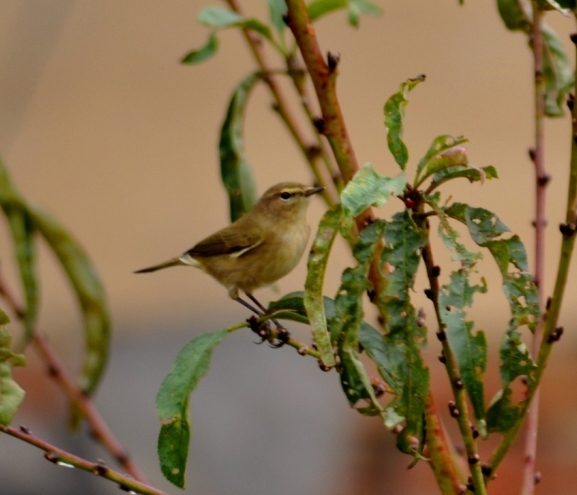 id...Lui'' verde?